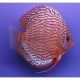 Discus Turquoise rouge Stendker d'élevage Allemand 6-7cm 29,50 €