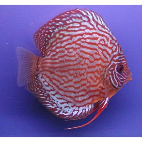 Discus Turquoise rouge Stendker d'élevage Allemand 10 cm