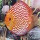 Discus Pigeon blood rouges Stendker d'élevage Allemand 10cm 69,50 €