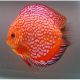 Discus Checkerboard Stendker d'élevage Allemand 12 cm 89,50 €