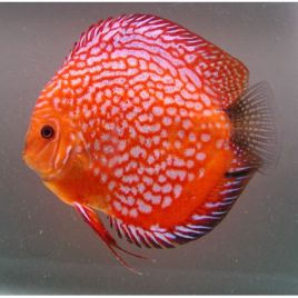 Discus Checkerboard Stendker d'élevage Allemand 12 cm 89,50 €