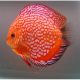 Discus Checkerboard Stendker d'élevage 14cm