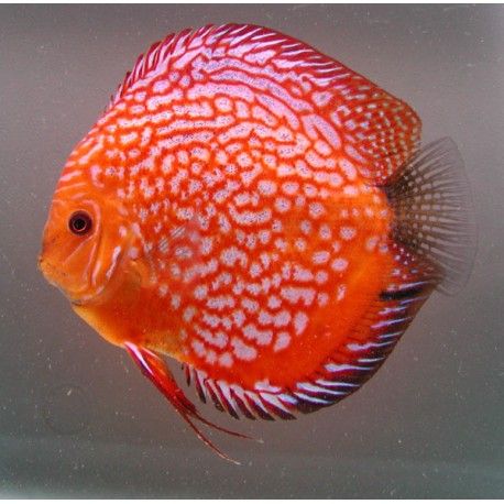 Discus Checkerboard Stendker d'élevage 14cm lot de 2