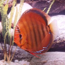 Discus  Santarem Stendker d'élevage Allemand 8 cm lot de 2