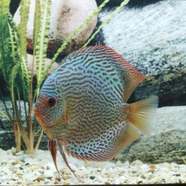 Discus Snake Skin bleus Stendker d'élevage Allemand 12 cm le lot de 2