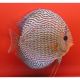 Discus Snake Skin rouges Stendker d'élevage Allemand 12 cm