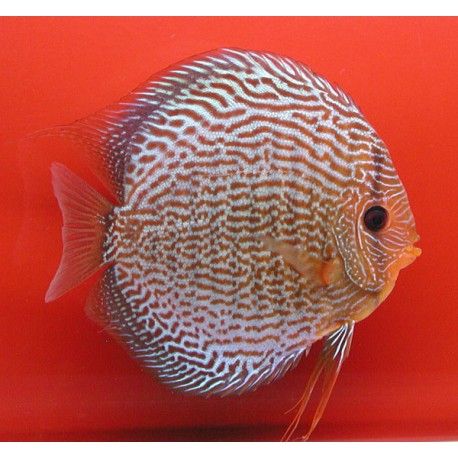 Discus Snake Skin rouges Stendker d'élevage Allemand 12 cm le lot de 2