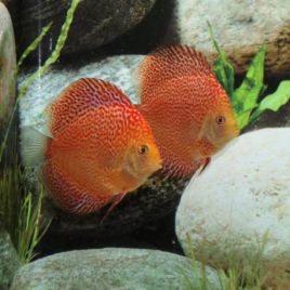 Discus Red Leopard JUMBO le couple