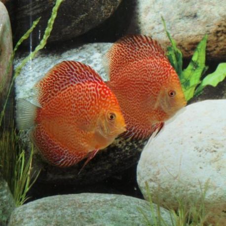 Discus Red Leopard JUMBO le couple