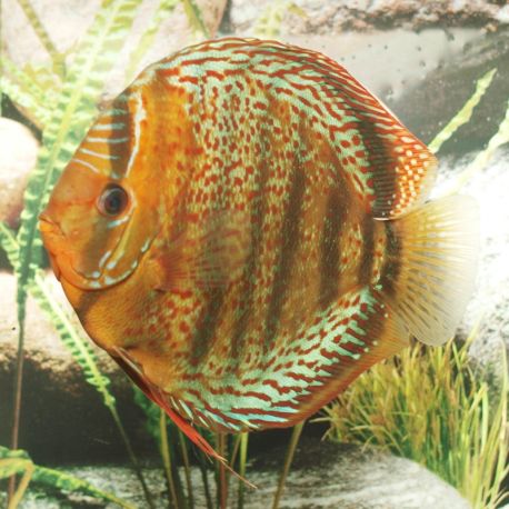 Stendker Discus Chart Discus Téfé Stendker 10 cm