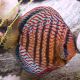 Discus Red Scribbelt Stendker 10 cm 67,50 €