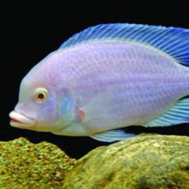 Cyrtocara Moorii ALBINOS 8-9cm le lot de 2