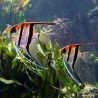 Pterophyllum Scalare Manacapuru red back 3-4cm