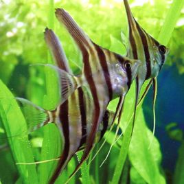 Pterophyllum scalare altum du perou 16,50 €