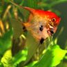 Pterophyllum Scalaire koï  8-10 cm le lot de 2