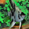 Pterophyllum scalare dalmatiens 4-5cm
