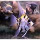 Pterophyllum Scalaires tête jaune 2-3 cm lot de 10 