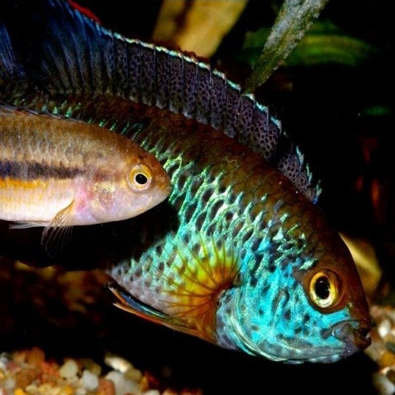 Tetra Cichlid Mélange d'aliments principaux pour…