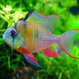 Mikrogeophagus altispinosus lot de 2