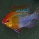 Apistogramma - Mikrogeophagus Ramirezi Gold le couple