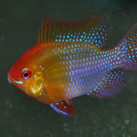 Apistogramma - Mikrogeophagus Ramirezi Gold le couple 14,50 €
