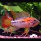 Apistogramma viejita super rouge            