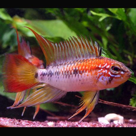 Apistogramma viejita super rouge le couple            