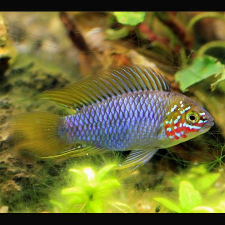 Apistogramma borelli Opal le couple               