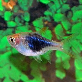 Trigonostigma Heteromorpha - Arlequin Bleu