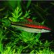 Sahyadria denisonii 'puntius denisonii)-Barbus torpille 4-5 cm