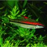 Sahyadria denisonii 'puntius denisonii) 4-5 cm Barbus torpille lot de 5