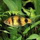 Pethia nigrofasciata 3-4cm lot de 10 19,50 €