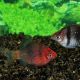 Pethia Nigrofasciatus 3-4cm lot de 3        6,50 €