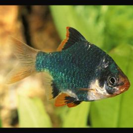 Puntigrus Tetrazona - Barbus de Sumatra verts 3-4 cm    