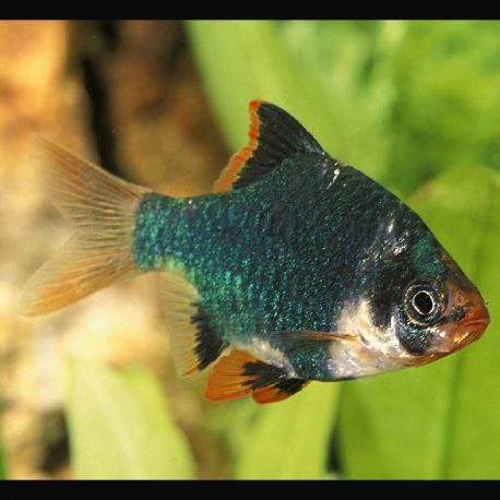 Puntigrus Tetrazona - Barbus de Sumatra verts 3-4 cm    