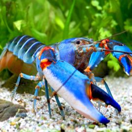 Cherax alyciae - lobster blue kong