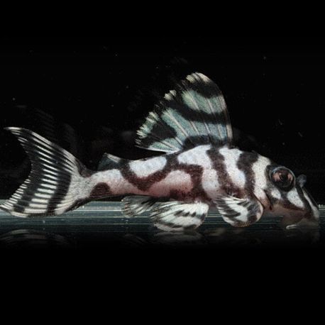 L236 hypancistrus sp special white RARE 97,50 €