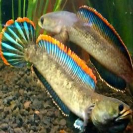 Channa limbata 5-6cm