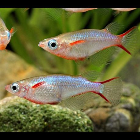 Oryzias Woworae  3,50 €
