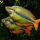 Melanotaenia herbertaxelrodi Lac Tebera 4-5cm lot de 5 49,50 €