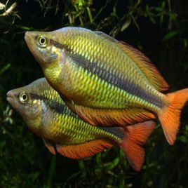 Melanotaenia herbertaxelrodi Lac Tebera 4-5cm  lot de 5