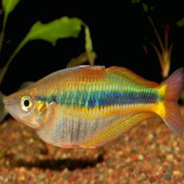 Chilaterina alleni "wapoga" 4-5cm lot de 5  49,50 €