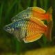 Melanotaenia boesemani "kromsa" lot de 2 16,50 €