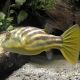 Tetraodon Fahaka / Lineatus 3-4cm