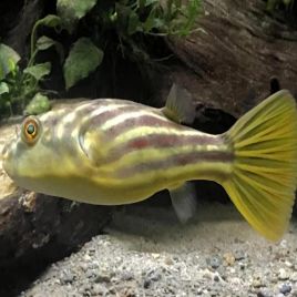 Tetraodon Fahaka / Lineatus 3-4cm