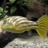 Tetraodon Fahaka / Lineatus 3-4cm