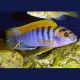 Labidochromis hongi super red top 5-6cm lot de 2