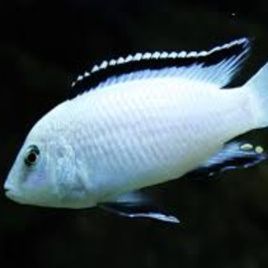 Labidochromis Nkhata Bay 5-6 cm