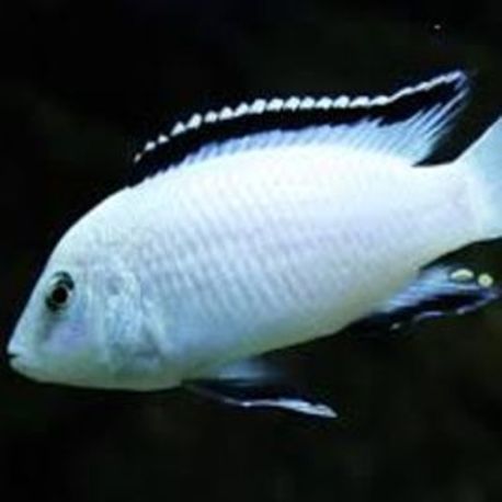 Labidochromis Nkhata Bay 5-6 cm