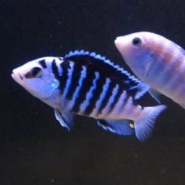 Labidochromis chisumulae 4-6cm